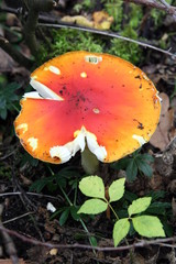 fly agaric