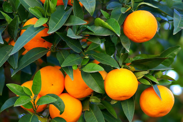 Obrazy na Szkle  Zielone liście i dojrzałe pomarańcze na drzewie.