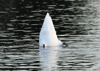 Fishing Swan