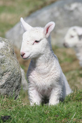 Obraz premium Slightly shy newly-born lamb in a lush meadow