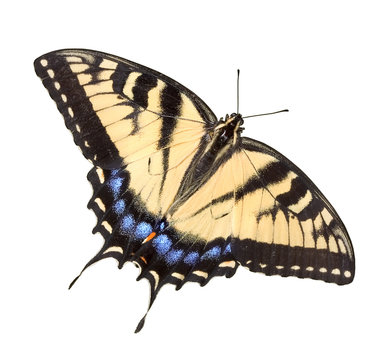 Tiger swallowtail on white