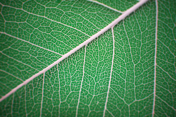 Macro shot, showing the fine detail of a leaf