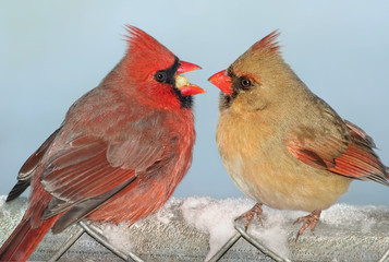 Cardinal sharing