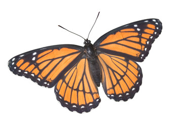 Viceroy butterfly on white