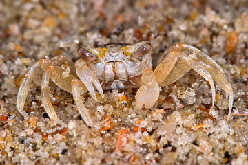 Crab in the sand