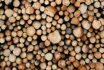 Stacked pine logs