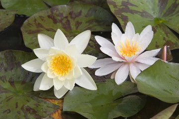 Pond lily