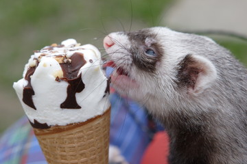 Ferret in delight