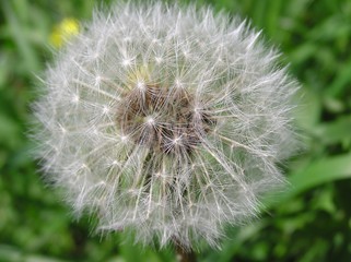Fototapeta premium Dandelion Seed