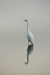 A white heron standing alone reflecting in the water.