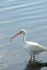 A white ibis wading in shallow water 