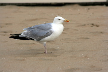 Fototapeta premium Seagull