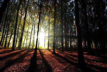 Zelfklevend Fotobehang sunbeams pouring into the autumn forest  © jeffrey van daele
