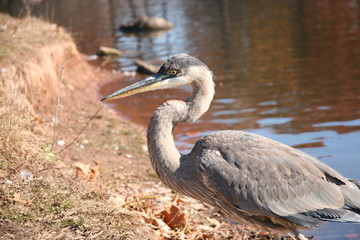 PORTRAIT BIRD  IN THE FALL