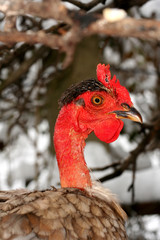 Portrait of red neck hen