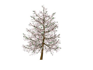 Obraz premium arbre japonais