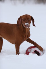 dog winter snow playing ball pose funny cute