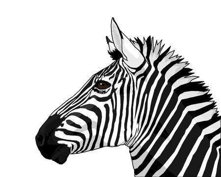 Fototapeta zebra