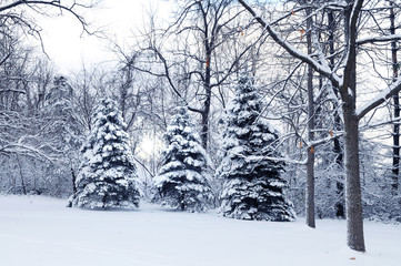 Landscape with snow and light shinning through the trees.