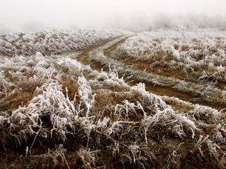 Frost on the grass