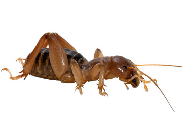 Potato Bug
