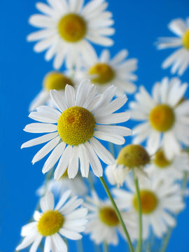 Fototapeta White camomiles on  dark blue background. Summer.