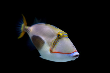 Blackbelly triggerfish (lat. Rhinecanthus  verrucosus) 