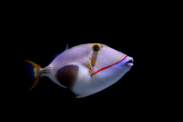 Blackbelly triggerfish (lat. Rhinecanthus  verrucosus) 