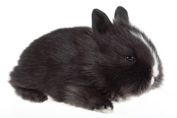 Obraz premium black bunny