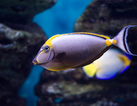 Orangespine unicornfish (lat. Naso  lituratus) in aquarium