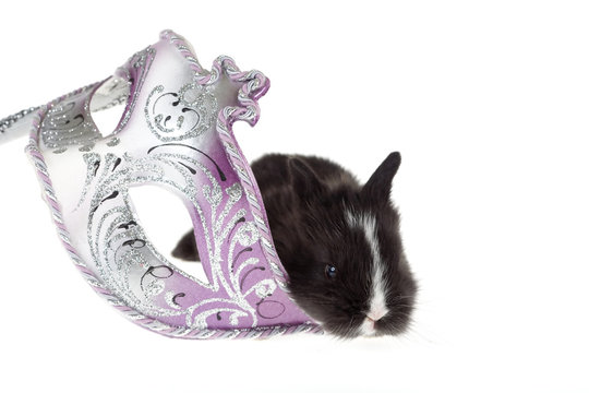 black bunny and a Venetian carnival mask