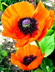 Obraz premium Roter Mohn