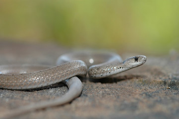 The midland brown snake is a common snake 