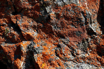 Natural crustose lichens background on the stone.