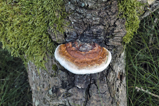 polypore