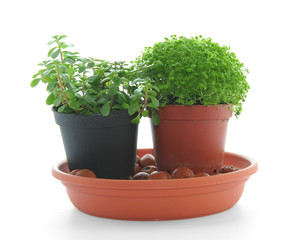 mini plantes