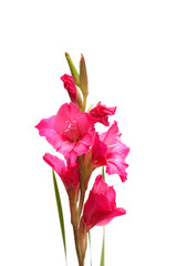 Red gladiolus isolated on the white background