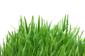 Green grass isolated on the white background