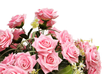 Pink roses isolated on the white background