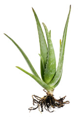 Aloe vera cactus isolated on white.