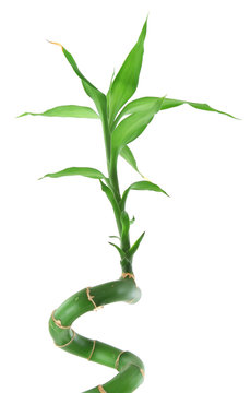close-up of lucky bamboo against white background