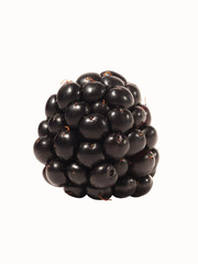 Single blackberry, isolated on white