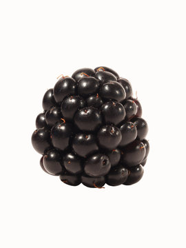 Single blackberry, isolated on white