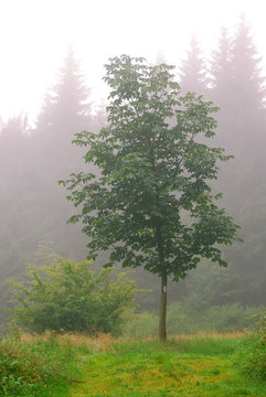 Mystischer Baum im Nebel