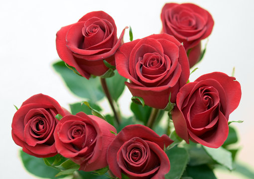 bouquet of the red roses on white background