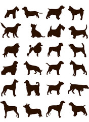 Obraz premium cães raças