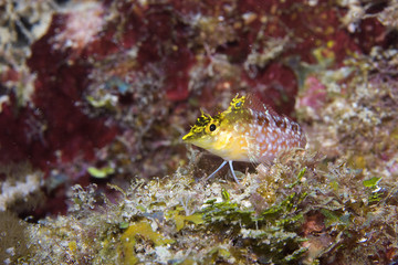 Diamond Blenny - (Malacoctenus boehlkei)