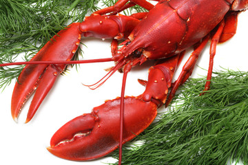 Lobster being prepped for cooking