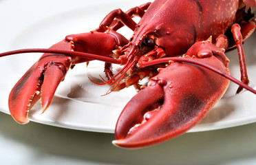 Lobster being prepped for cooking