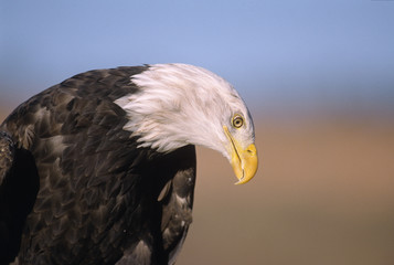 Head shot of a bald eagle. Photographed in Colorado